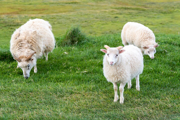 Sheep on the grass in the meadow at the farm.