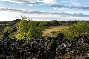 volcanic landscape in Iceland with green vegetation and black lava rocks