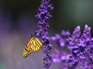 a close-up of a Monarch butterfly (Danaus plexippus) perched gracefully on a cluster of vibrant purple flowers,  natural background and bokeh