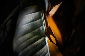 dramatic close up of banana leaf texture, high contrast and dark background, natural tropical foliage art, artistic illuminated banana plant leaf, light hitting parallel veins,moody dark botany detail