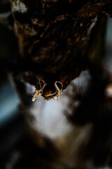 close up of dry brown banana leaves, natural texture and folded pattern, abstract tropical decay, dead banana tree foliage detail, natural organic background, autumn decay concept, withered tropical 