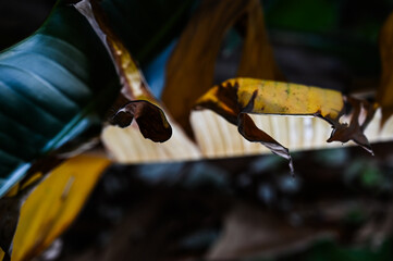 dramatic close up of banana leaf texture, high contrast and dark background, natural tropical foliage art, artistic illuminated banana plant leaf, light hitting parallel veins,moody dark botany detail