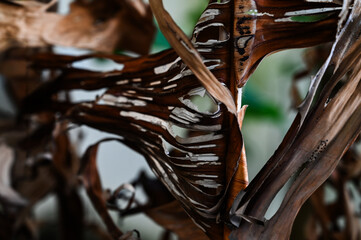 close up of dry brown banana leaves, natural texture and folded pattern, abstract tropical decay, dead banana tree foliage detail, natural organic background, autumn decay concept, withered tropical 