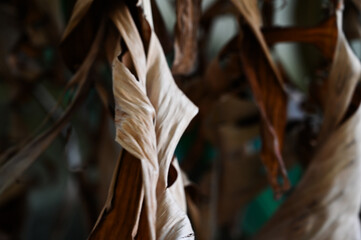 close up of dry brown banana leaves, natural texture and folded pattern, abstract tropical decay, dead banana tree foliage detail, natural organic background, autumn decay concept, withered tropical 