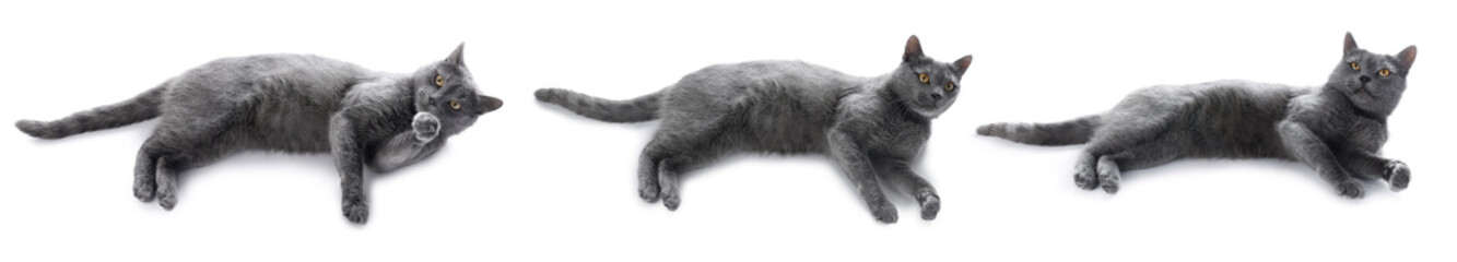 Cute grey cat on white background, set of photos
