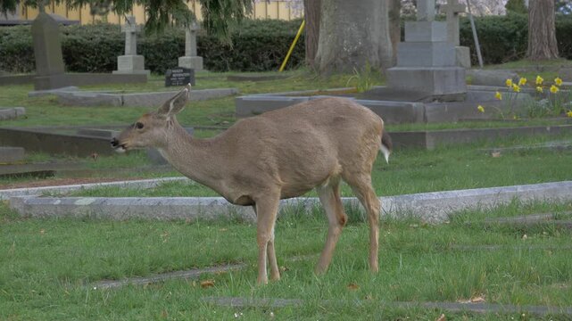 A black tailed deer (Odocoileus hemionus columbianus) pees on a grave in a cemetery 
