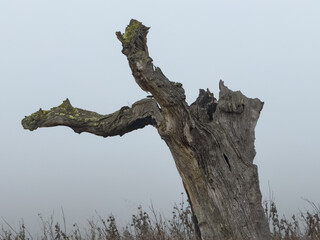 Old Tree Twisted Trunk And Broken Limbs Nature Solitude Autumn Themes