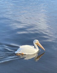 Close up of a pelican swimming on the water