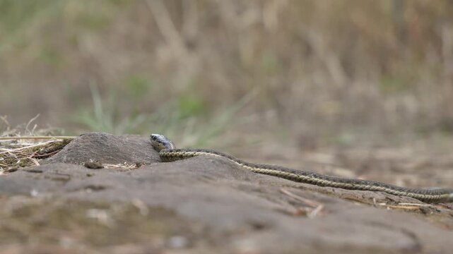 A Garter Snake - (Thamnophis sirtalis) looks wary as it suns on a rock
