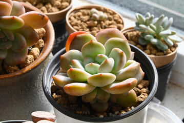 an Echeveria potosina succulent like a flower blooming in sunny day