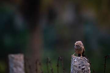 A small, beautiful Babbler bird perched alertly on a rugged granite fence post. It stands next to...