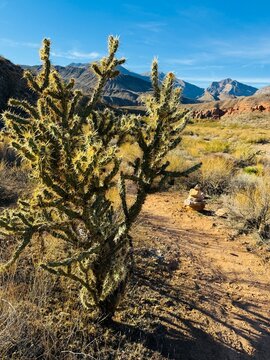 Littlefield, Arizona, Sullivan Canyon Trail. Virgin River Canyon Recreation Area. St. George Utah and Mesquite Nevada. Camp hike wilderness. Joshua Tree and Chollas mountain forest. Perfect for RV.