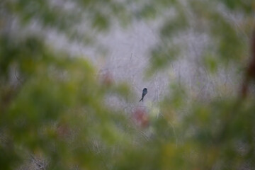 Tiny, dark silhouette of Drongo in the distance against an extremely soft focus, ethereal green and lavender background.