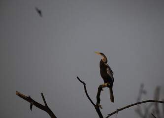 A beautiful Oriental darter perched on a bare tree branch against a pale, overcast sky.