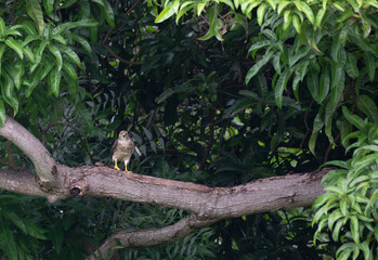 A vibrant, powerful Shikra of prey from the hawk family perched on a branch of tree. The background is soft, dark green foliage, creating excellent contrast that makes the bird stand out.
