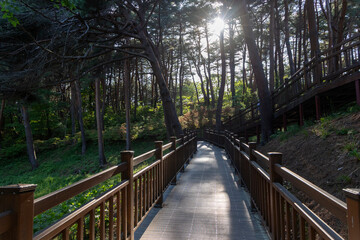 Obraz premium wooden bridge in the forest