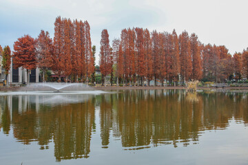 メタセコイアの紅葉