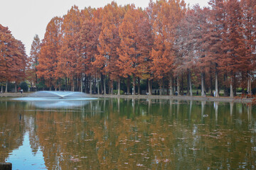 メタセコイアと池と噴水