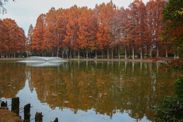 池とメタセコイア並木