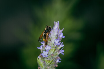 Abelha melífera (gênero Apis) em uma flor de lavanda
