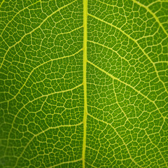 green leaf macro