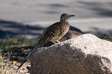 Greater Roadrunner, New Mexico
