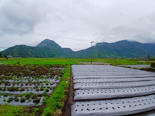 rice field in the mountains