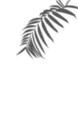 Shadow of a tropical palm leaf with soft edges on a isolated background. This light gray, blurred overlay is ideal for product mockups, beauty advertisements, and minimalist, dreamy summer designs.