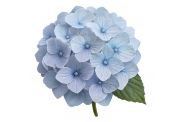Blue hydrangea blooming with soft petals displaying spring and summer beauty and growth, transparent background