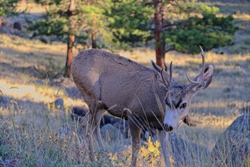 Exploring Rocky Mountain National Park on a quiet fall day