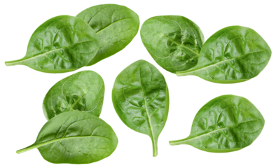 collection of large, crisp, dark green spinach leaves arranged naturally, showing detailed texture and healthy appearance, isolated on black.