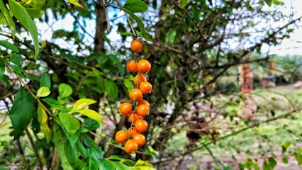 hanging bonsai fruit