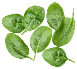 arrangement of fresh, raw spinach leaves scattered naturally and photographed from a top view perspective isolated against a pure transparent background.