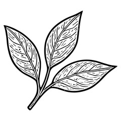 Tea Leaves Branch