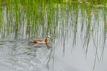 Wild Wilson's Phalaropes in the water, chasing bugs and searching for food.