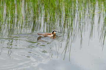 Wild Wilson's Phalaropes in the water, chasing bugs and searching for food.