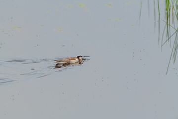 Wild Wilson's Phalaropes in the water, chasing bugs and searching for food.