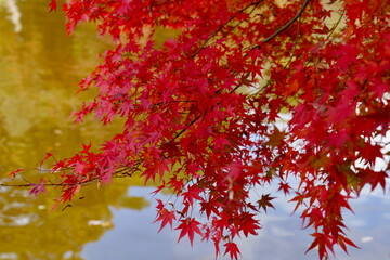 横浜, こどもの国の白鳥湖と紅葉
