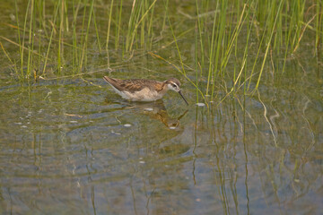 Wild Wilson's Phalaropes in the water, chasing bugs and searching for food.