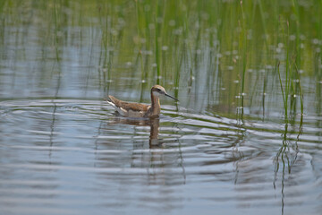 Wild Wilson's Phalaropes in the water, chasing bugs and searching for food.