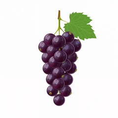 Fototapeta premium A vibrant bunch of dark purple grapes with a single green leaf