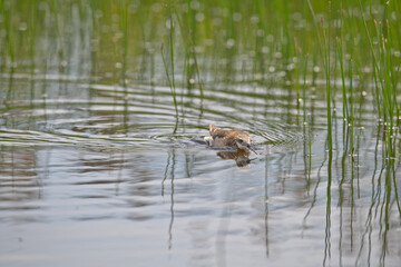 Wild Wilson's Phalaropes in the water, chasing bugs and searching for food.