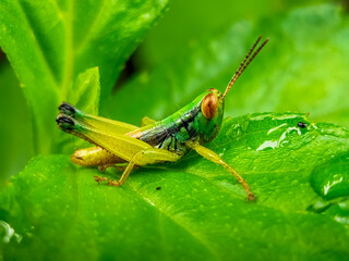 Juvenile green grasshopper on wet sunlit leaf
