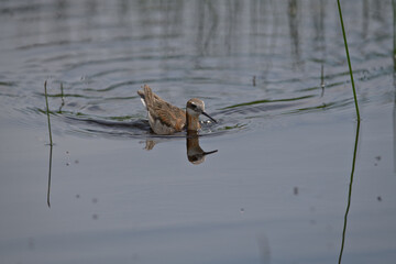 Wild Wilson's Phalaropes in the water, chasing bugs and searching for food.