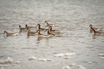 Wild Wilson's Phalaropes in the water, chasing bugs and searching for food.