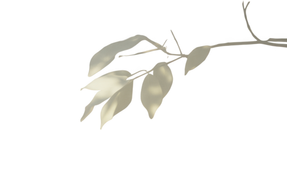 Delicate pale green leaves on a thin branch against a stark black background