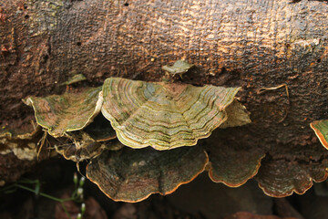 Close up of mushroom on tree trunk