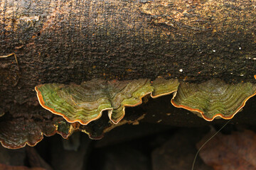 Close up of mushroom on tree trunk