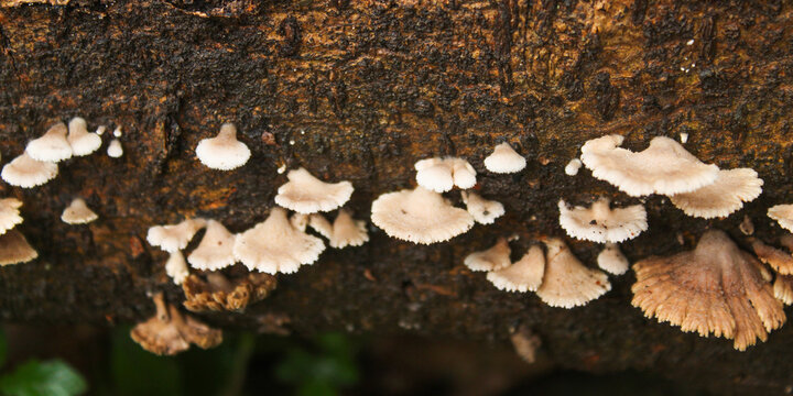 Close up of mushroom on tree trunk - Powered by Adobe