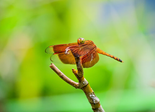 Close up view of Neurothemis fulvia (fulvous forest skimmer) or Neurothemis terminata (red winged dragonfly) sitting on the branch. blur or bokeh on the background. garden.